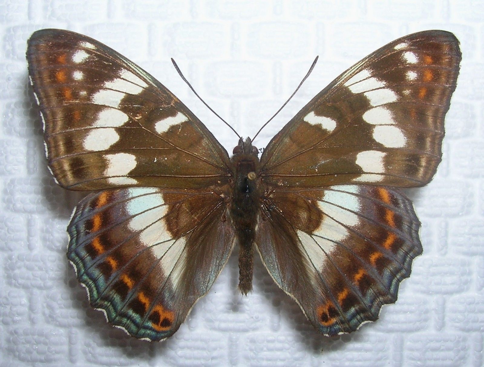 Limenitis populi ussuriensis MALE (much white) (Internet Image property of respective owner, non-commercial use only)